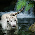 Cool Animal Images / Cool Animal Wallpapers (63+ images)