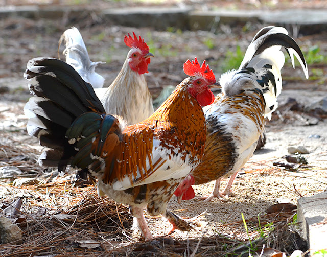  Peringkat Harga dan Jenis Ayam Termahal di Dunia ini Ini Dia Sepuluh Peringkat Harga dan Jenis Ayam Termahal Di Dunia