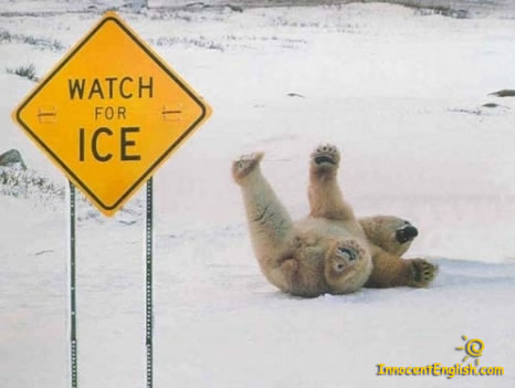 cool,funny-polar-bear-pic