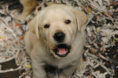 A yellow Lab puppy