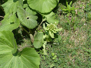 Petasites japonicus - Pétasite japonaise - pétasite du Japon