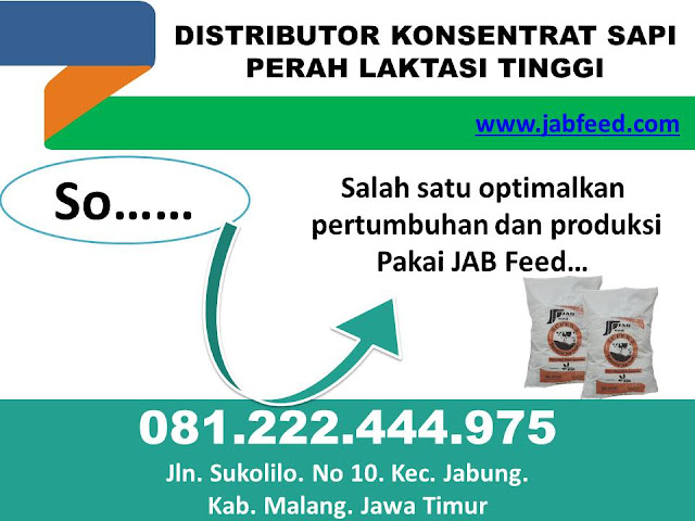 Konsentrat Sapi, Konsentrat Sapi Perah, Konsentrat Sapi Untuk Kelinci, Konsentrat Sapi Dara