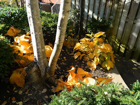 Garden District Courtyard Toronto Fall Cleanup Before by Paul Jung Gardening Services--a Toronto Gardening Services Company