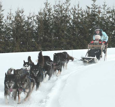 dog sledge