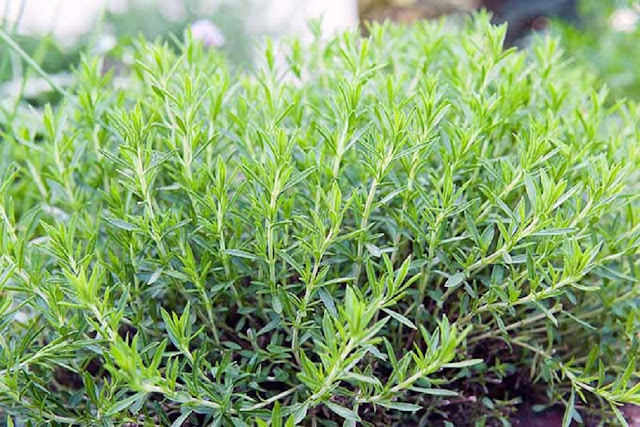 Tarragon Herbal Plants