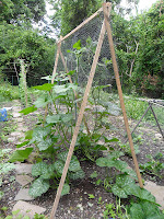 Melons growing on a trellis