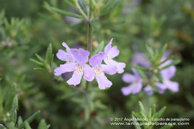 westringia fruticosa, romero australiano, jardinería, jardines bajo consumo