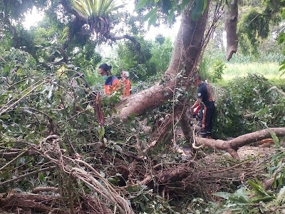 Hujan Lebat Pohon Beringin Berumur Ratusan Tahun Roboh, Ganggu Lalin