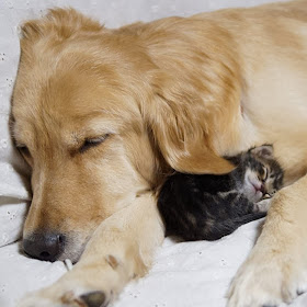 Foto Ponzu si anjing Golden Retriever dan Ichimi si kucing, tidur bersama