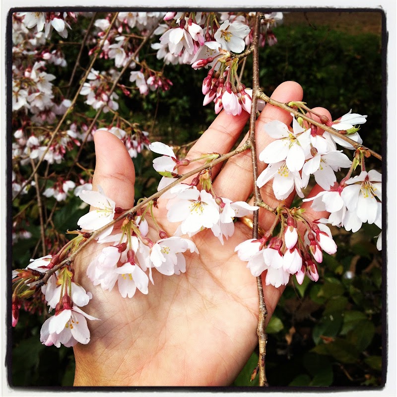 12+ Gambar Bunga Sakura Yang Mudah Digambar, Spesial!