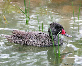 Freckled Duck