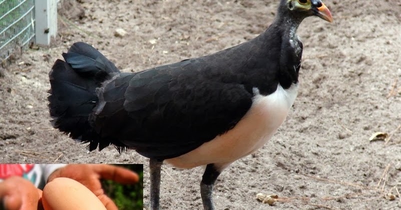 Makalah burung Maleo Hewan  endemik  sulawesi  tengah 