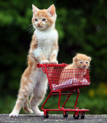 photo drôle de chat dans un caddy