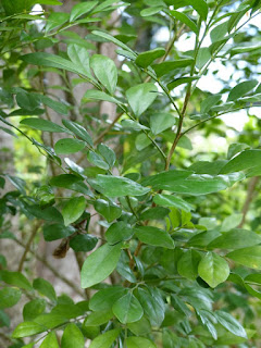 Murraya paniculata - Buis de Chine - Bois jasmin 