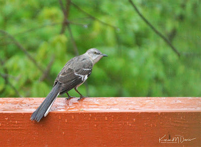 mockingbird in rain