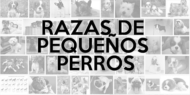 Razas de perros pequeños - Perros miniatura o toy