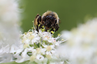 Biene auf Blütenpollen