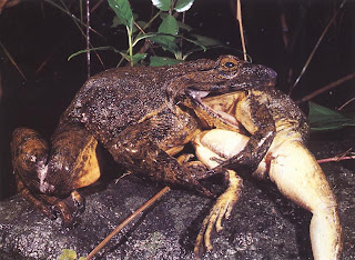 goliath frog