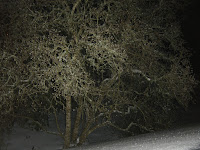 Freezing Rain and Snow Mix on the Magnolia Bush