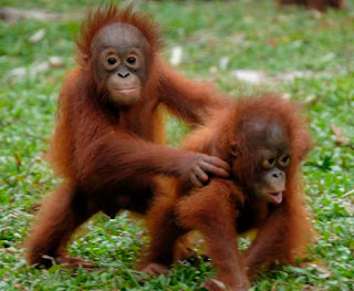 orang utan