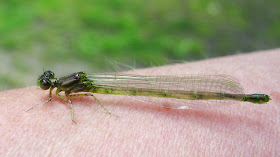 Damselfly, possibly an emerald, Lestes sponsa.  Keston middle pond.  Keston Common grassland walk, led by Judy John.  15 June 2011.