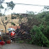 Árbol caído frente al cementerio de la avenida Independencia causa "tapones"