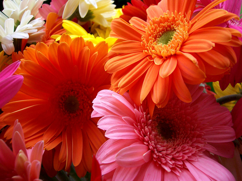 Pictures of Beautiful Flowers Wallpapers ·①