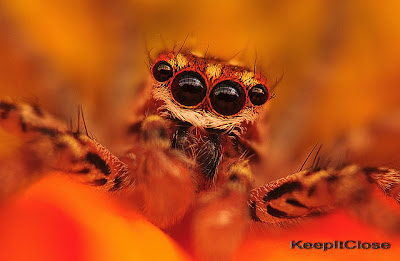 Macro photography spider