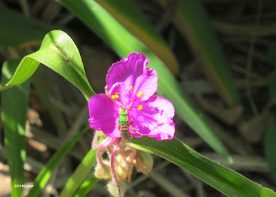 sweat bee on spiderwort