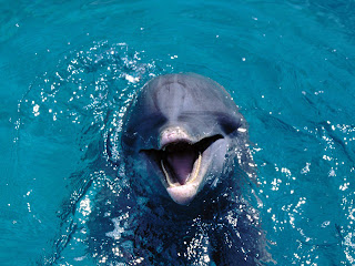 Imagenes tiernas de delfines