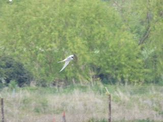 Arctic Tern