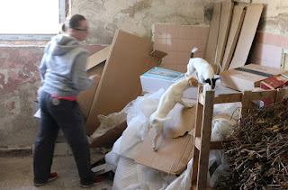 Puppies on the big pile of cardboard