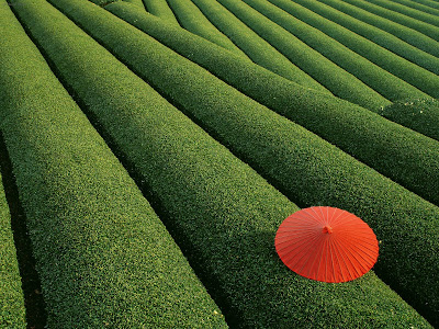 Japan Tea Fields stills