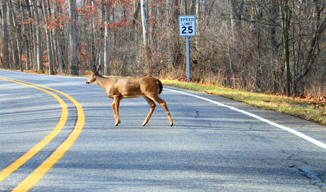 Tips For Driving Safely Around Deer