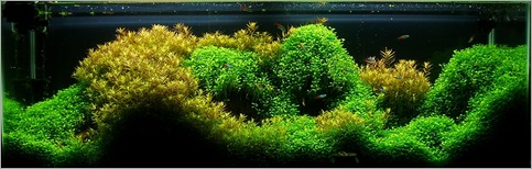 Glosso sea