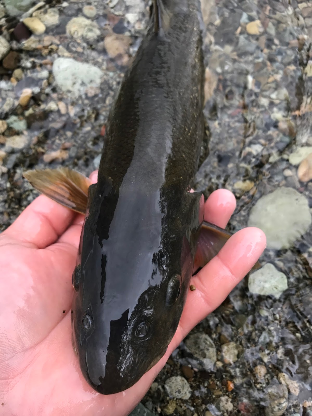 Angling Monster 俺はウグイとウグイの仲間たちのファンだぜ エゾウグイその1