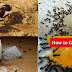 How To Get Rid Of Ants And Insects, Home Remedies