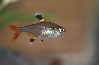 pristella tetra