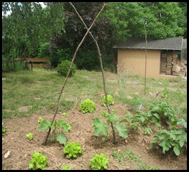 jardin juin 2010 058