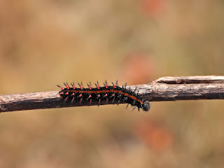 Tropical Fritillary Larva