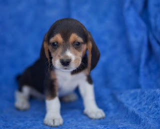 Best Beagle Puppies For Sale Long Island New York www.BestPuppiesForSale.org (631) 644-0326 