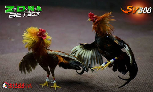 Daftar Sabung Ayam Sv388 Resmi Terpercaya Hanya Disini