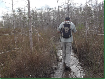 Big Cypress Swamp Hike (9)