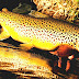 Brown Trout - How To Fish For Brown Trout