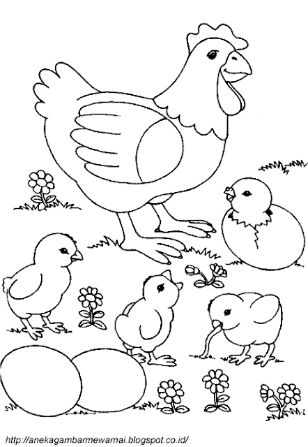 Gambar Mewarnai Ayam Untuk Anak PAUD dan TK  Aneka Gambar 