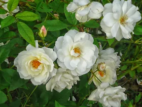 FloresBlancas