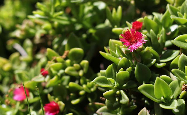 Aptenia Cordifolia Flowers Pictures