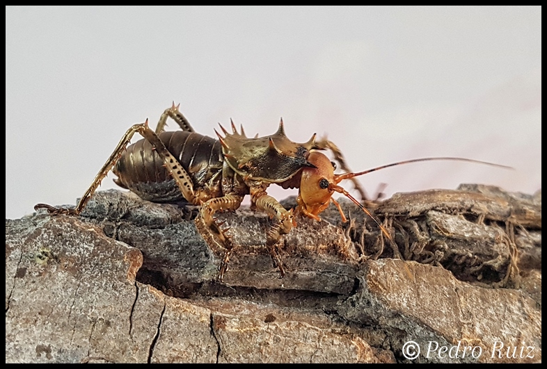 Hembra subadulta de Cosmoderus femoralis