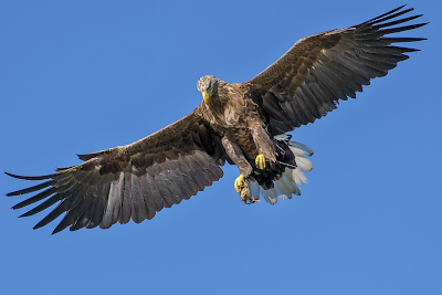 Aquila attacca una bambina e tenta di portarla via