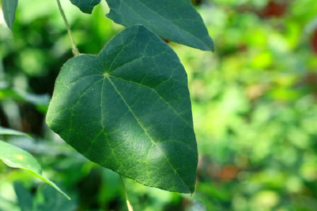 gambar tanaman cincau hijau